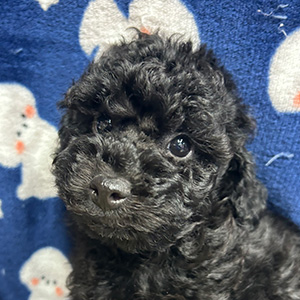 トイプードルのブラックの男の子|2025年9月20日生まれ|No.10997|画像2枚目