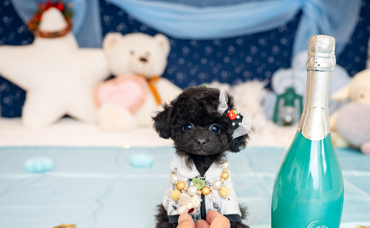 ティーカッププードルのブラックの男の子|2025年9月27日生まれ|No.10957|画像2枚目