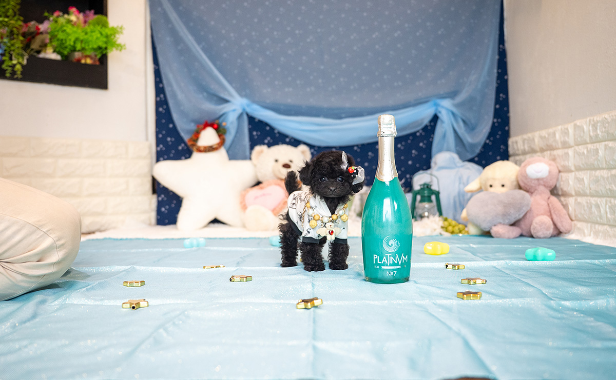 ティーカッププードルのブラックの男の子|2025年9月27日生まれ|No.10957|画像4枚目