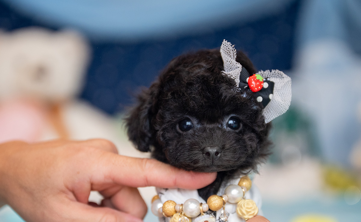 ティーカッププードルのブラックの男の子|2025年9月27日生まれ|No.10957|画像0枚目