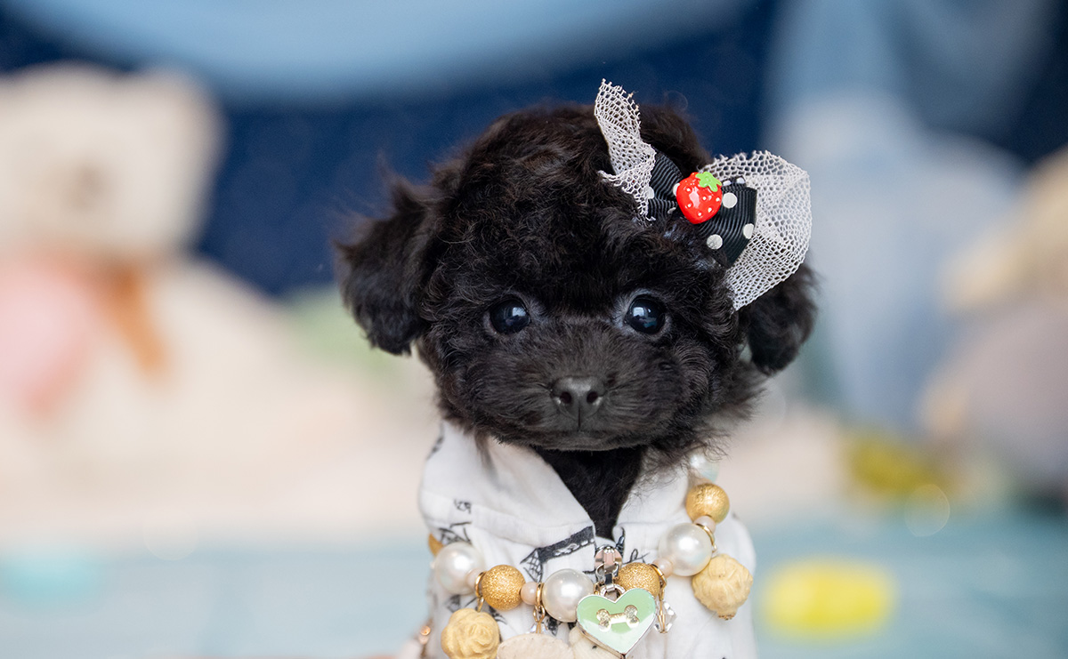 ティーカッププードルのブラックの男の子|2025年9月27日生まれ|No.10957|画像5枚目