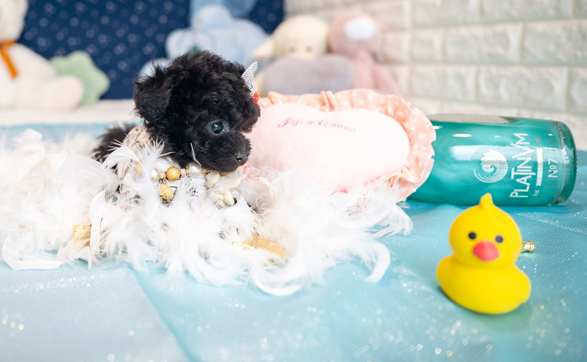 ティーカッププードルのブラックの男の子|2025年9月27日生まれ|No.10957|画像6枚目