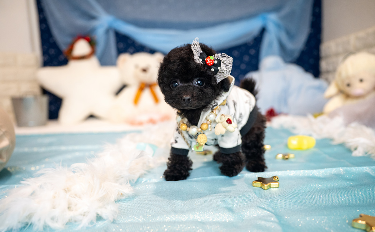 ティーカッププードルのブラックの男の子|2025年9月27日生まれ|No.10957|画像7枚目