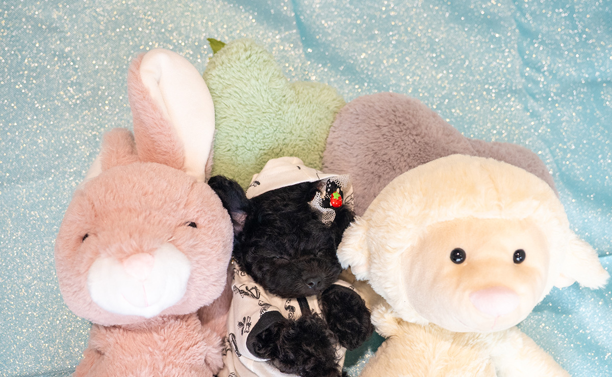 ティーカッププードルのブラックの男の子|2025年9月27日生まれ|No.10957|画像8枚目