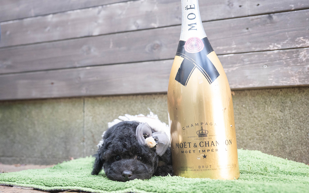 トイプードルのブラックの男の子|2025年9月27日生まれ|No.10966|画像2枚目