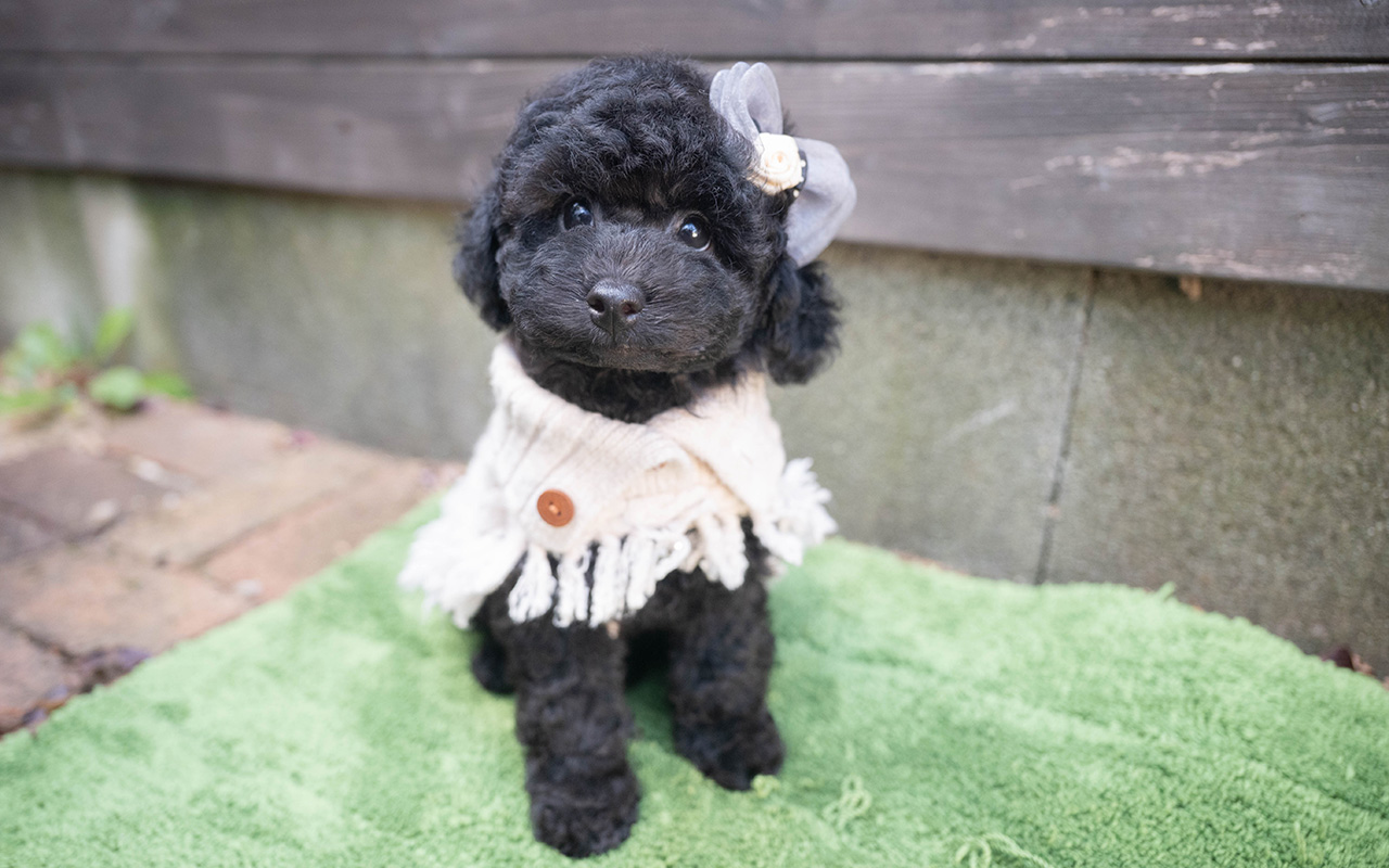 トイプードルのブラックの男の子|2025年9月27日生まれ|No.10966|画像1枚目