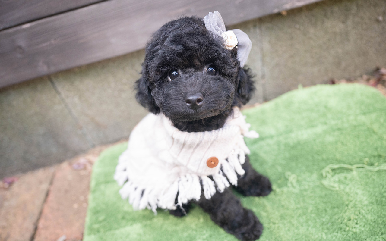 トイプードルのブラックの男の子|2025年9月27日生まれ|No.10966|画像0枚目