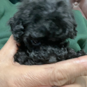 タイニープードルのブラックの男の子|2025年11月12日生まれ|No.11027|画像0枚目
