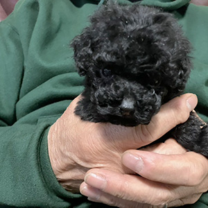 タイニープードルのブラックの男の子|2025年11月12日生まれ|No.11027|画像2枚目