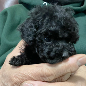 タイニープードルのブラックの男の子|2025年11月12日生まれ|No.11027|画像3枚目