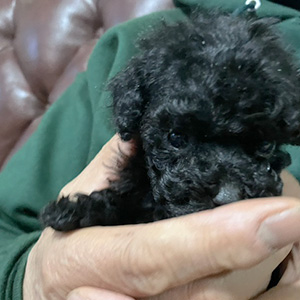 タイニープードルのブラックの男の子|2025年11月12日生まれ|No.11027|画像4枚目
