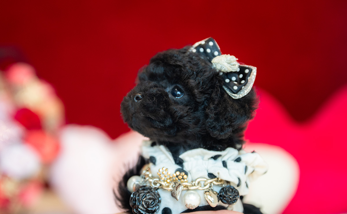 ティーカッププードルのブラックの女の子|2025年11月5日生まれ|No.11030|画像1枚目