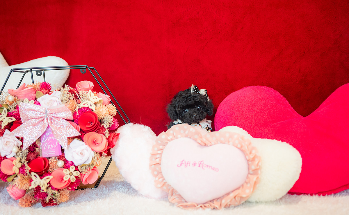 ティーカッププードルのブラックの女の子|2025年11月5日生まれ|No.11030|画像4枚目