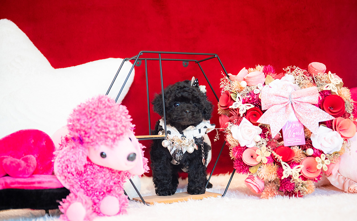 ティーカッププードルのブラックの女の子|2025年11月5日生まれ|No.11030|画像6枚目