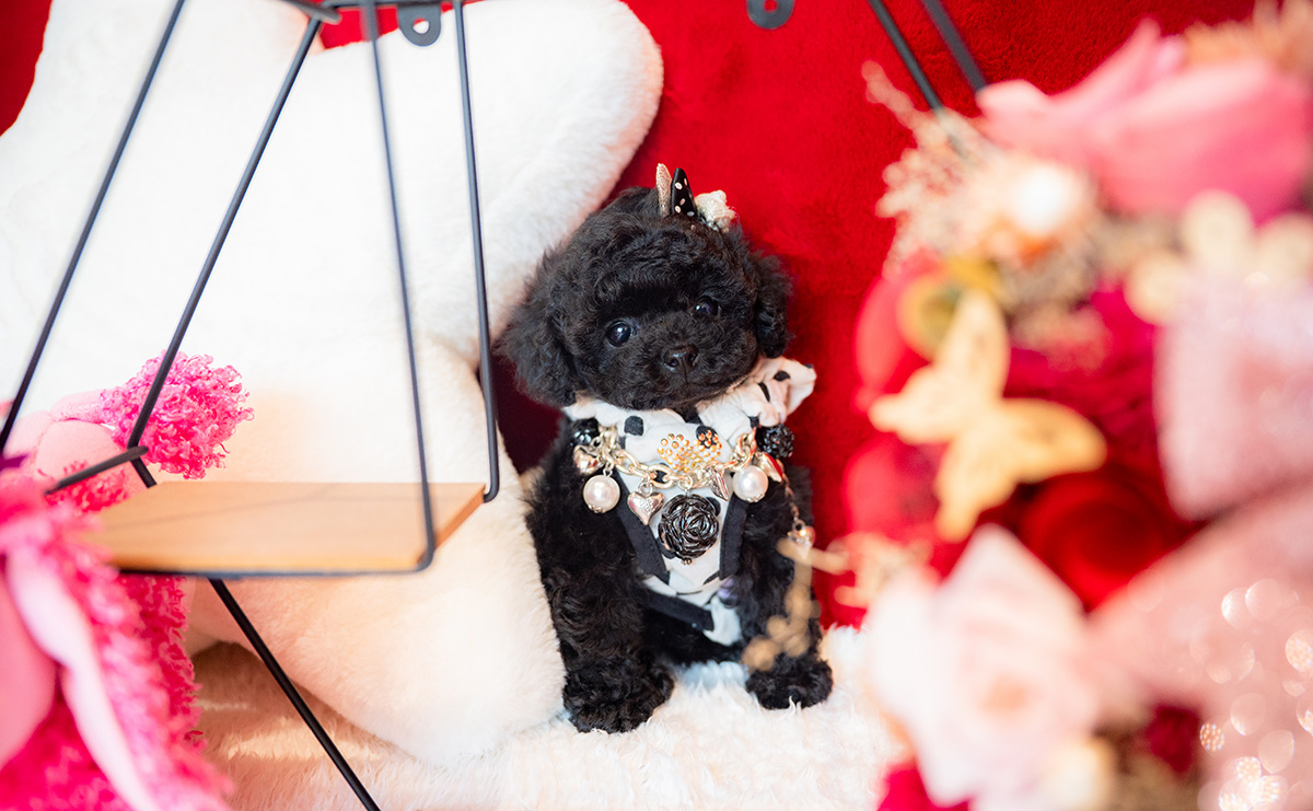 ティーカッププードルのブラックの女の子|2025年11月5日生まれ|No.11030|画像0枚目