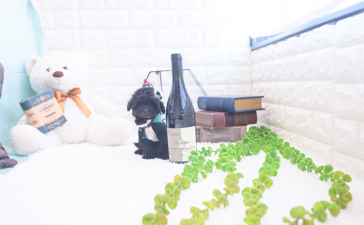 ティーカッププードルのブラックの男の子|2025年11月25日生まれ|No.11067|画像1枚目