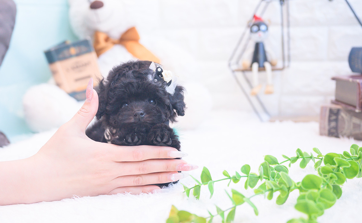 ティーカッププードルのブラックの男の子|2025年11月25日生まれ|No.11067|画像0枚目