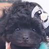 ティーカッププードルのブラックの男の子(2025年11月25日生まれ)