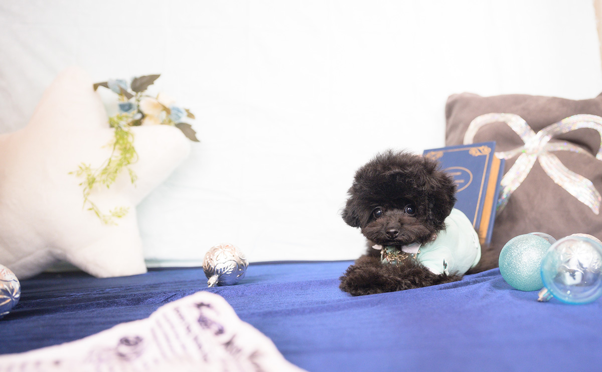 ティーカッププードルのブラックの男の子|2025年11月25日生まれ|No.11111|画像3枚目