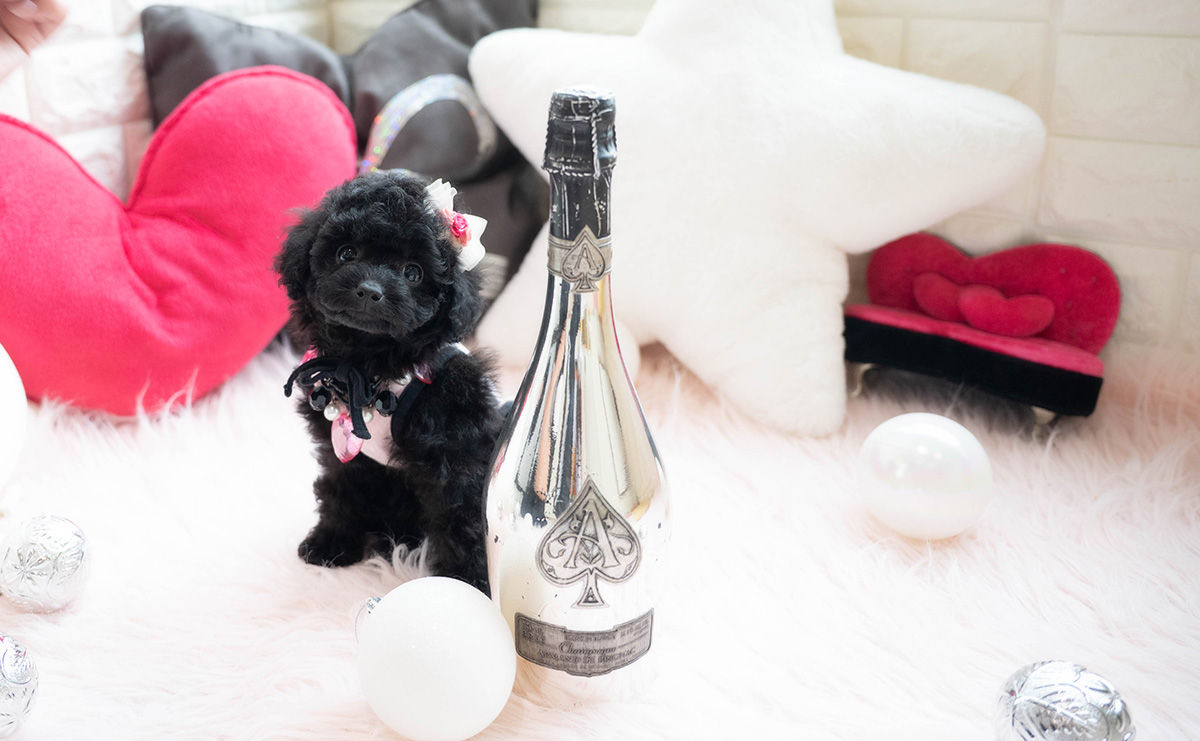 タイニープードルのブラックの女の子|2026年1月6日生まれ|No.11118|画像1枚目