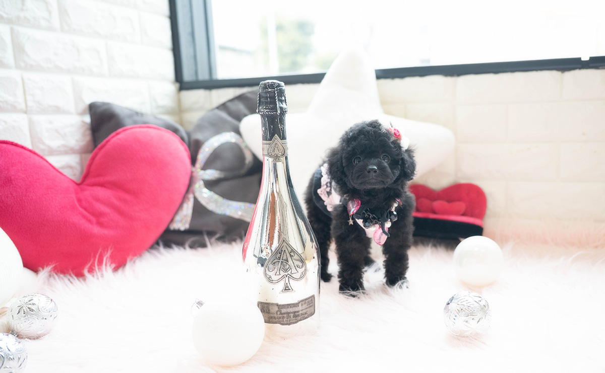 タイニープードルのブラックの女の子|2026年1月6日生まれ|No.11118|画像2枚目