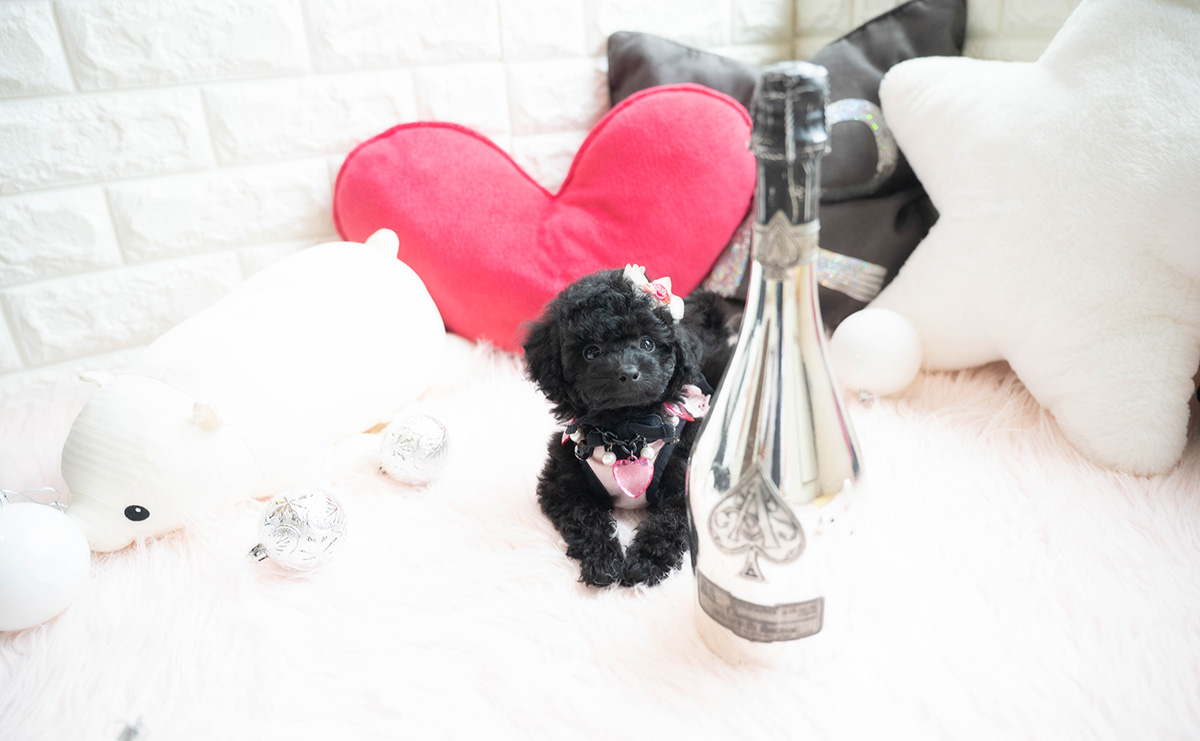 タイニープードルのブラックの女の子|2026年1月6日生まれ|No.11118|画像3枚目