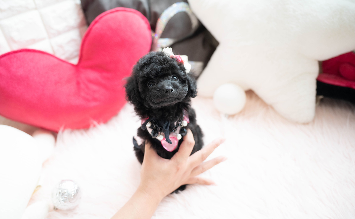 タイニープードルのブラックの女の子|2026年1月6日生まれ|No.11118|画像0枚目