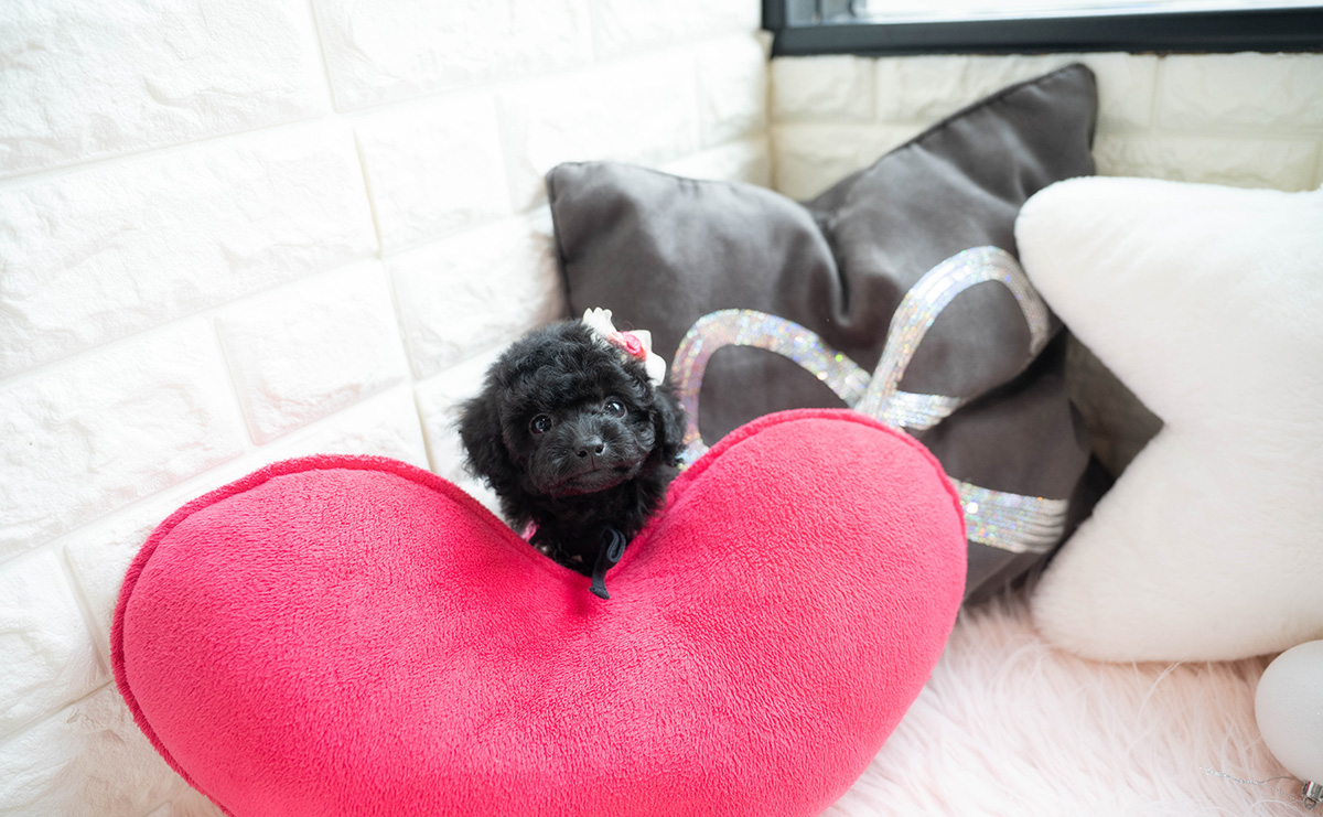 タイニープードルのブラックの女の子|2026年1月6日生まれ|No.11118|画像4枚目