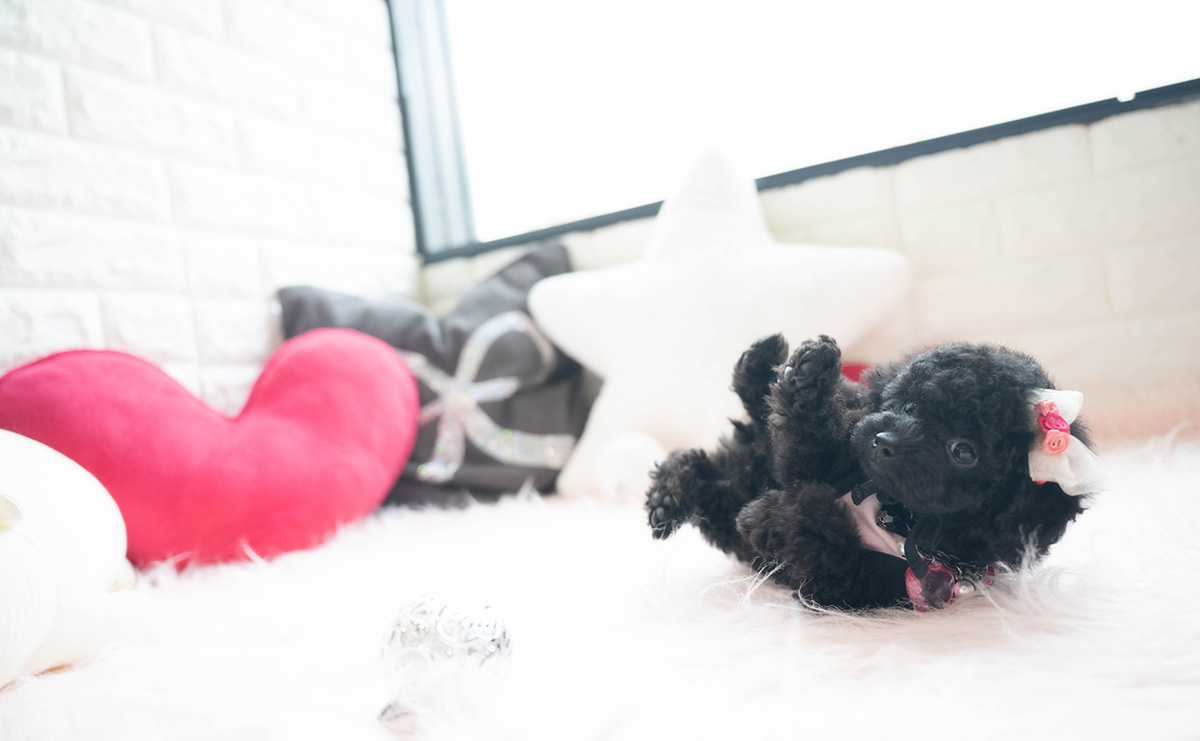タイニープードルのブラックの女の子|2026年1月6日生まれ|No.11118|画像5枚目