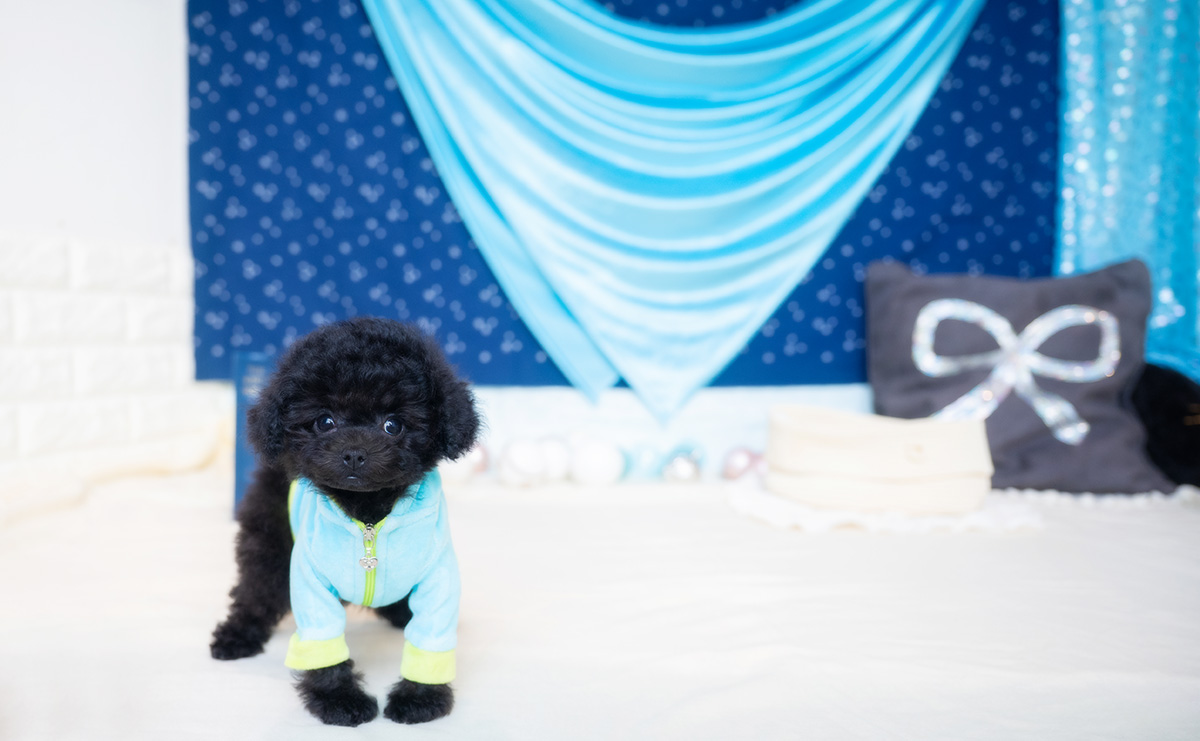 タイニープードルのブラックの男の子|2026年1月6日生まれ|No.11135|画像0枚目