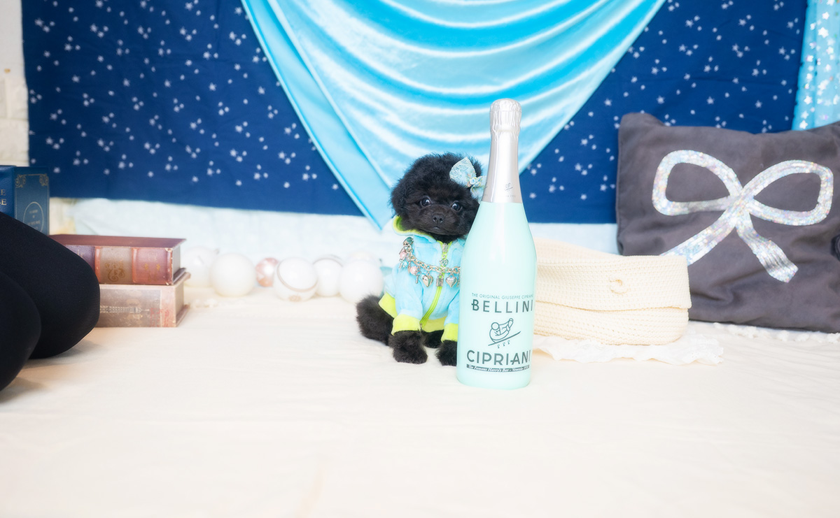 タイニープードルのブラックの男の子|2026年1月6日生まれ|No.11135|画像1枚目