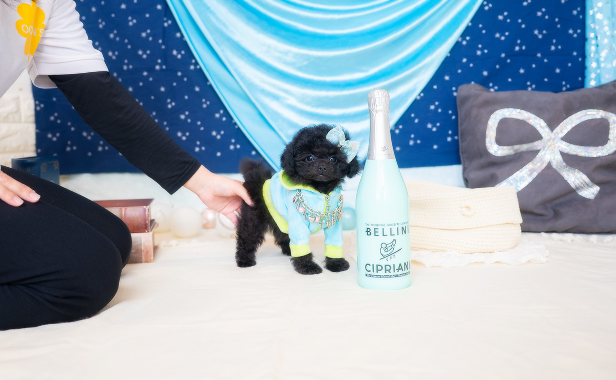 タイニープードルのブラックの男の子|2026年1月6日生まれ|No.11135|画像2枚目