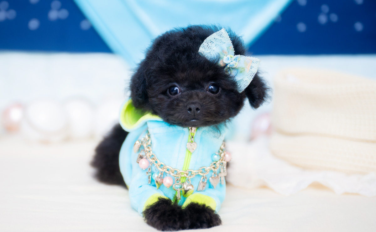 タイニープードルのブラックの男の子|2026年1月6日生まれ|No.11135|画像3枚目