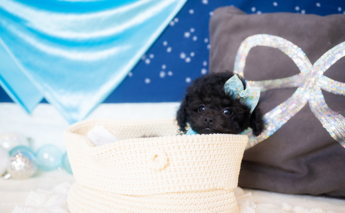 タイニープードルのブラックの男の子|2026年1月6日生まれ|No.11135|画像4枚目