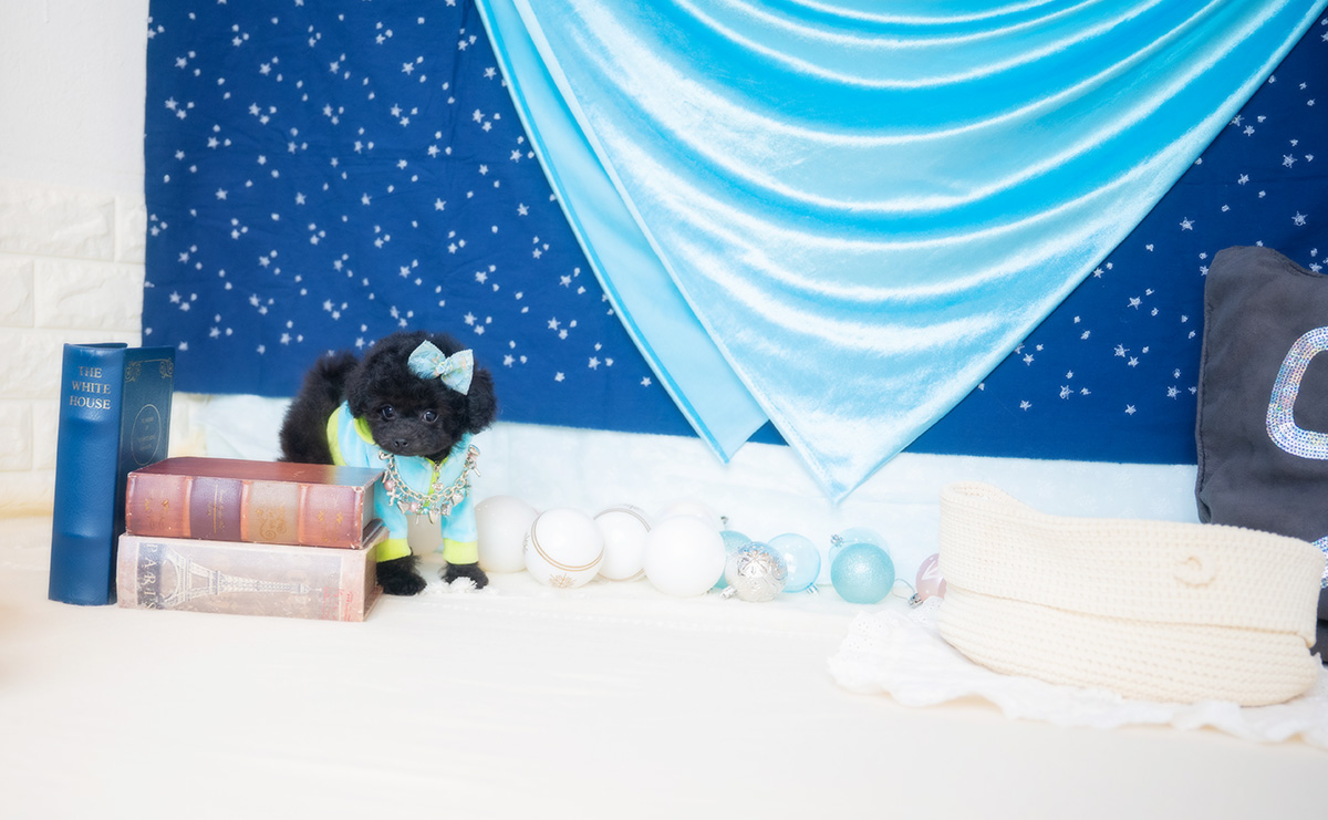 タイニープードルのブラックの男の子|2026年1月6日生まれ|No.11135|画像5枚目