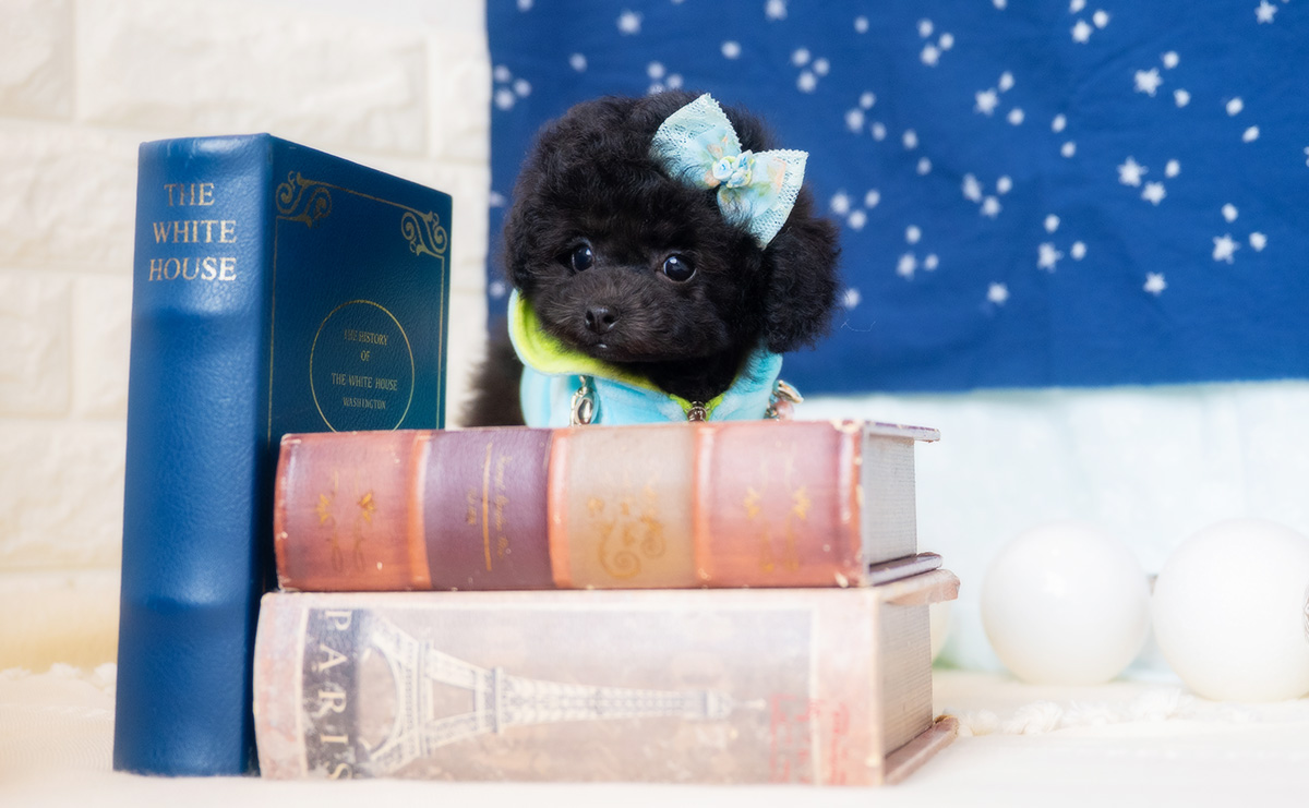 タイニープードルのブラックの男の子|2026年1月6日生まれ|No.11135|画像6枚目