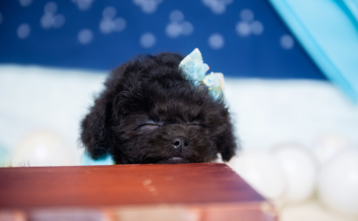 タイニープードルのブラックの男の子|2026年1月6日生まれ|No.11135|画像7枚目