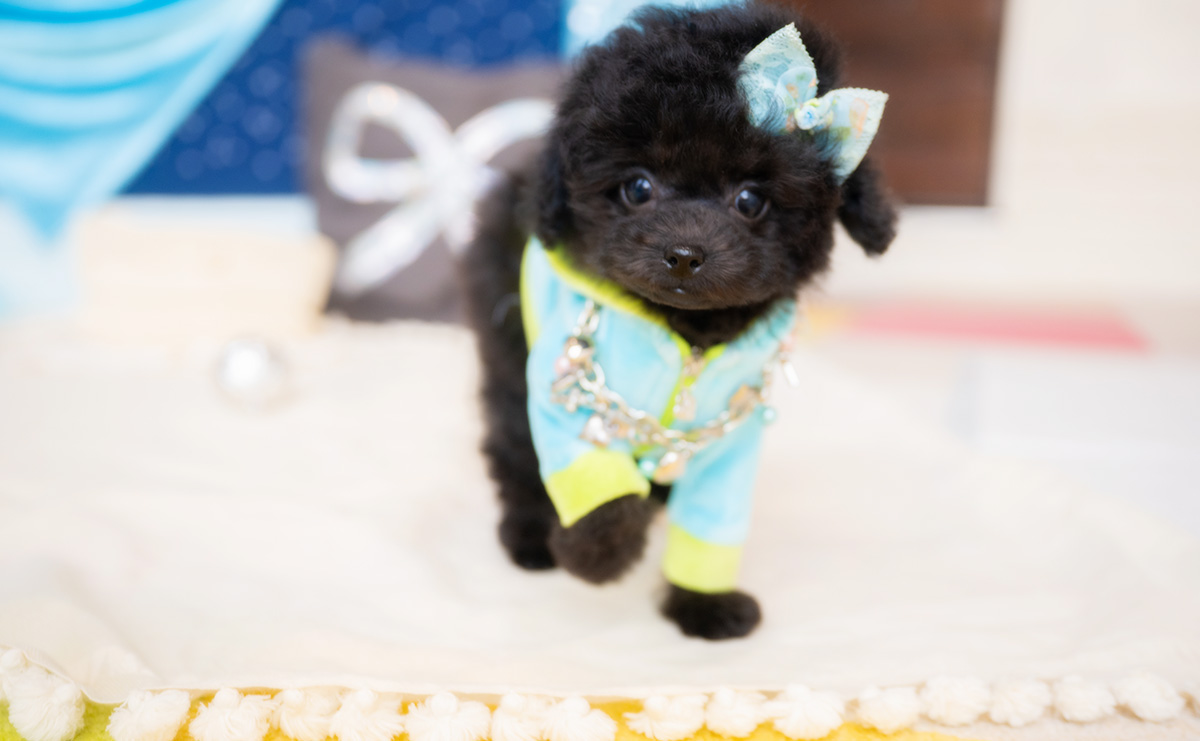 タイニープードルのブラックの男の子|2026年1月6日生まれ|No.11135|画像8枚目