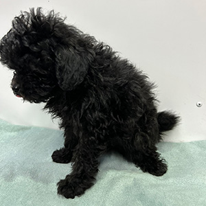 トイプードルのブラックの男の子|2025年1月4日生まれ|No.11142|画像0枚目