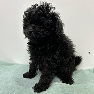 トイプードルのブラックの男の子|2025年1月4日生まれ|No.11142|画像1枚目