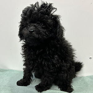 トイプードルのブラックの男の子|2025年1月4日生まれ|No.11142|画像2枚目