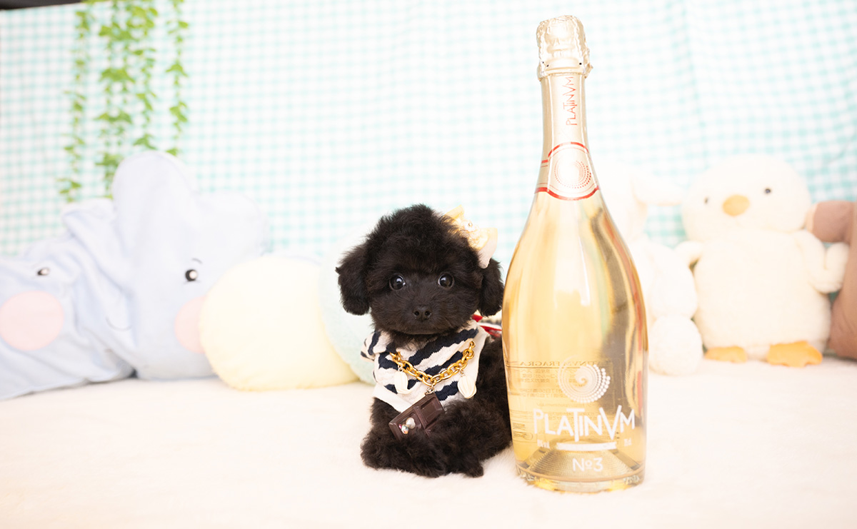 タイニープードルのブラックの男の子|2026年1月6日生まれ|No.11155|画像4枚目