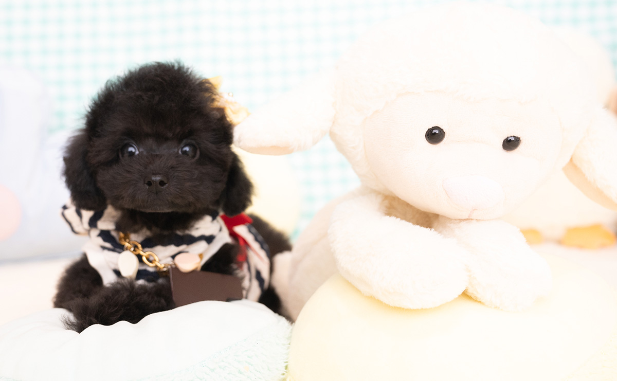 タイニープードルのブラックの男の子|2026年1月6日生まれ|No.11155|画像2枚目