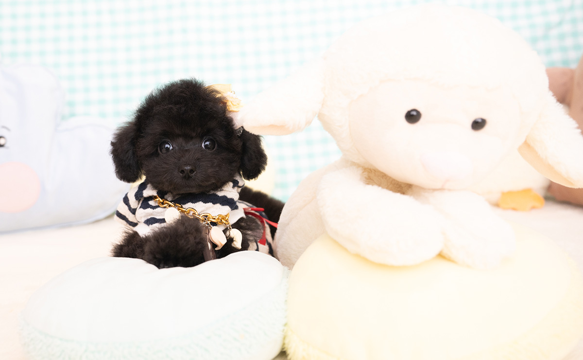 タイニープードルのブラックの男の子|2026年1月6日生まれ|No.11155|画像3枚目