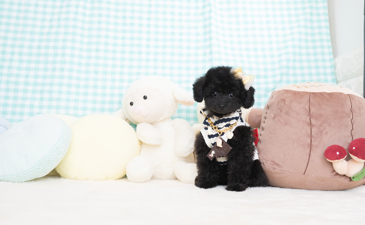 タイニープードルのブラックの男の子|2026年1月6日生まれ|No.11155|画像5枚目