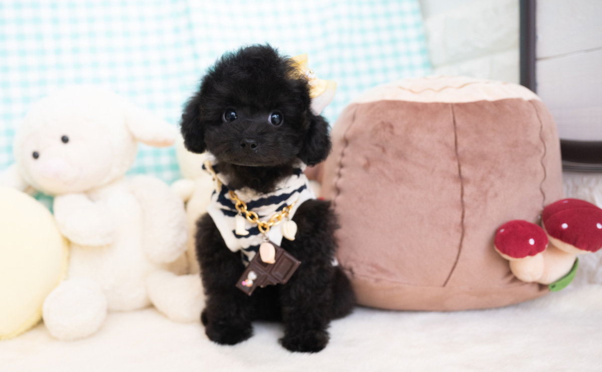 タイニープードルのブラックの男の子|2026年1月6日生まれ|No.11155|画像0枚目