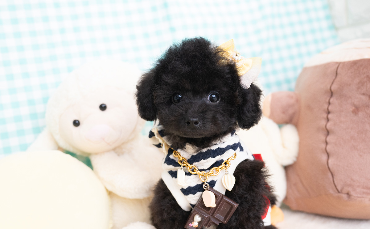 タイニープードルのブラックの男の子|2026年1月6日生まれ|No.11155|画像1枚目