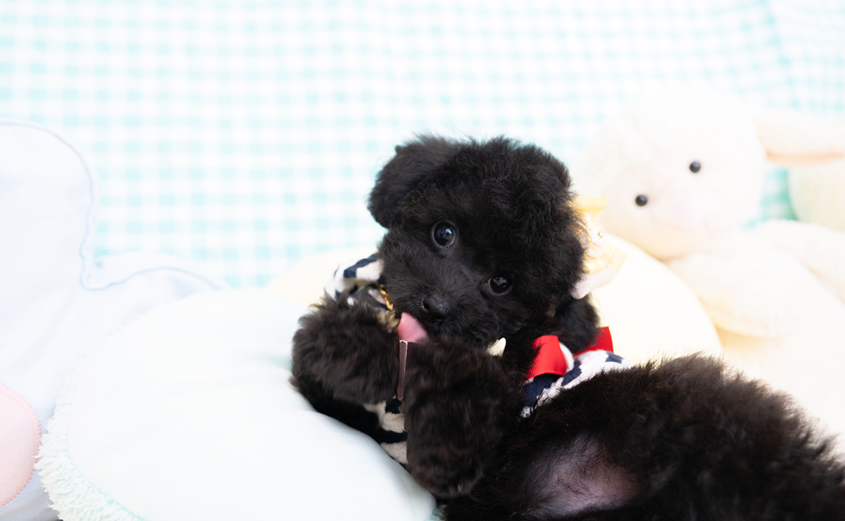 タイニープードルのブラックの男の子|2026年1月6日生まれ|No.11155|画像6枚目