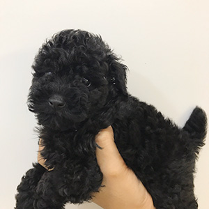 トイプードルのブラックの男の子|2026年8月1日生まれ|No.11407|画像2枚目