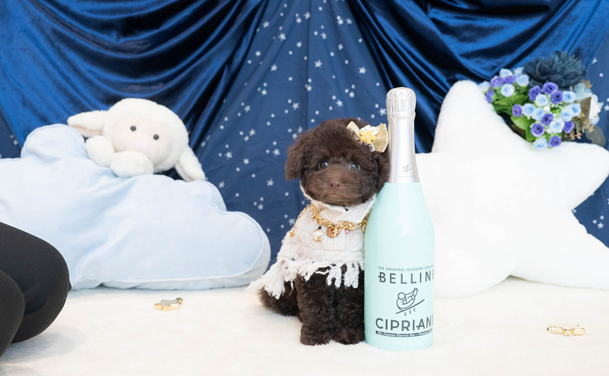 タイニープードルのブラウンの男の子|2025年9月6日生まれ|No.10930|画像1枚目